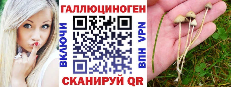 Псилоцибиновые грибы Psilocybe  Волосово 